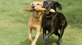 Contact Woof House Ltd