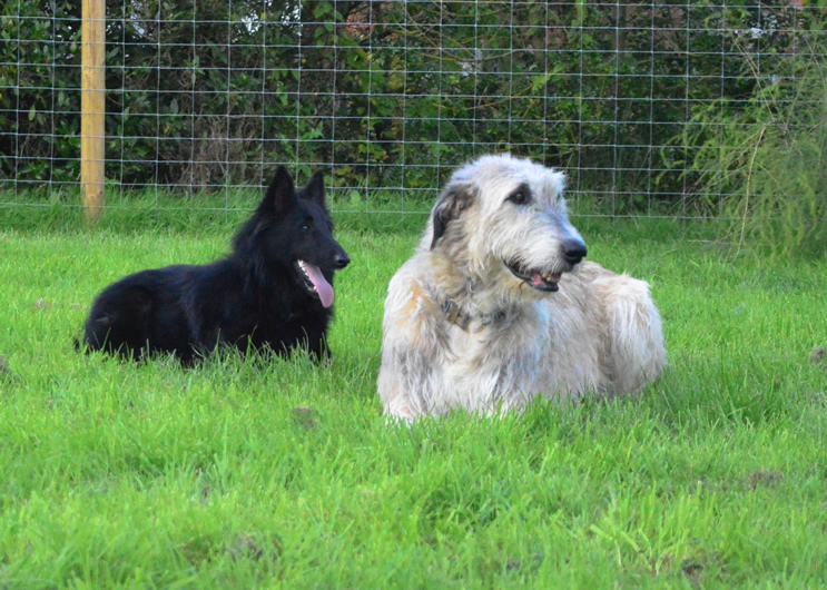 Pet Food Suppliers UK