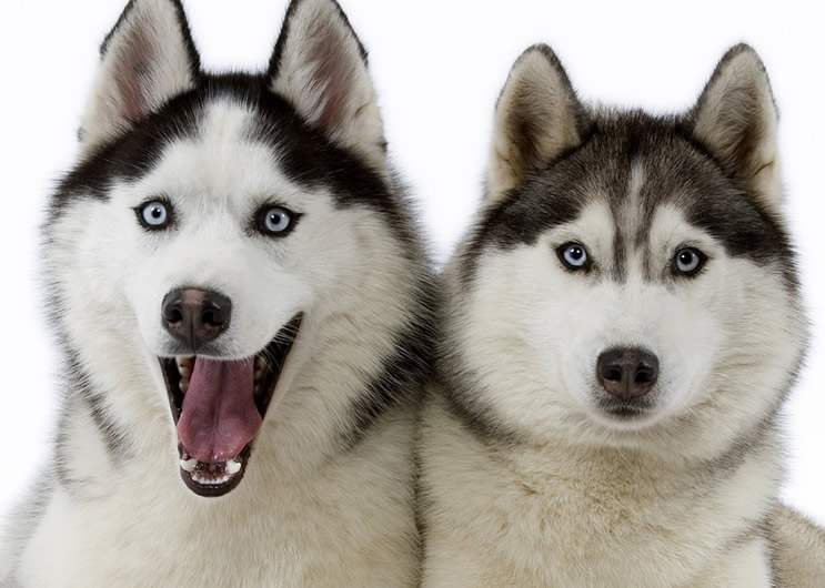 Natural pet foods online