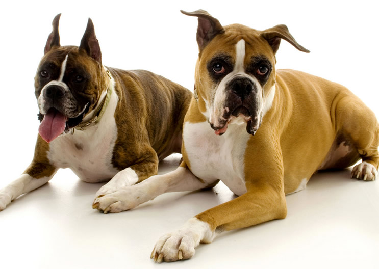 Microchipping Your Pet