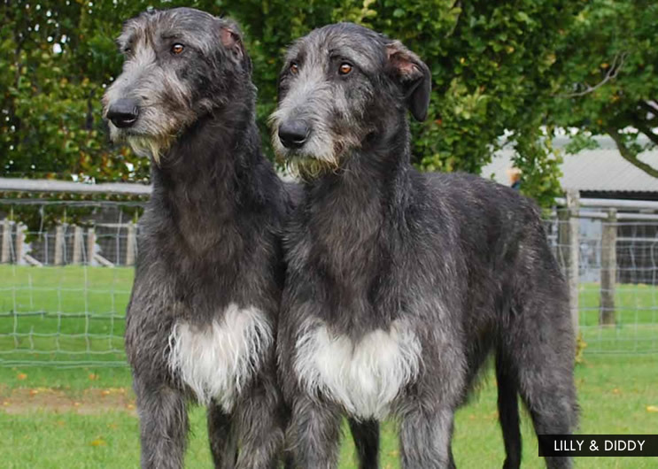 Naturally Best Of Breed Dog Food